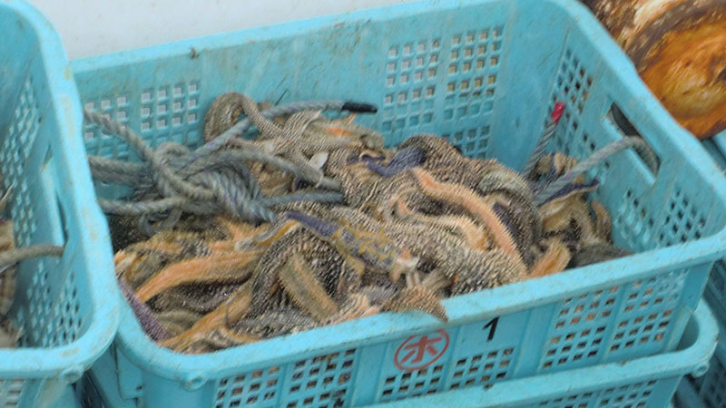 捕獲されたヒトデ